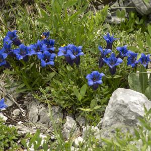 Photographie n°1021338 du taxon Gentiana angustifolia Vill.