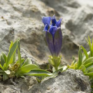 Photographie n°1021339 du taxon Gentiana angustifolia Vill.