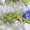  Jean-Jacques Houdré - Gentiana angustifolia Vill.