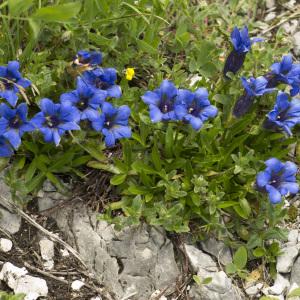 Photographie n°1021343 du taxon Gentiana angustifolia Vill.