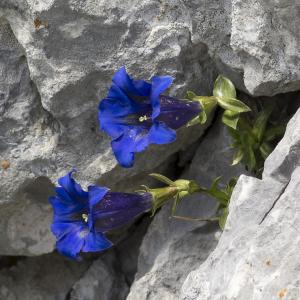 Photographie n°1021347 du taxon Gentiana angustifolia Vill.