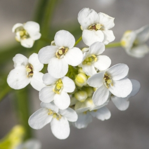 Photographie n°1021387 du taxon Kernera saxatilis (L.) Sweet