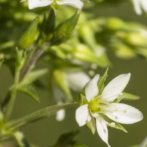 Photographie n°1021413 du taxon Minuartia verna (L.) Hiern