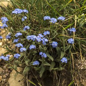 Photographie n°1021416 du taxon Myosotis alpestris F.W.Schmidt [1794]