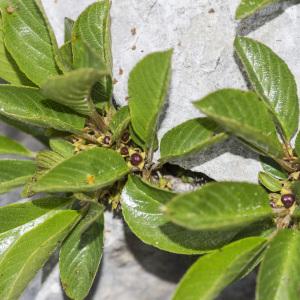 Photographie n°1021441 du taxon Rhamnus pumila Turra