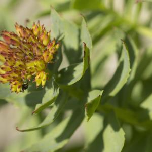 Photographie n°1021449 du taxon Rhodiola rosea L.