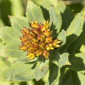 Photographie n°1021450 du taxon Rhodiola rosea L.