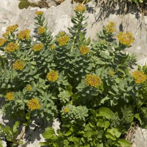 Photographie n°1021451 du taxon Rhodiola rosea L.