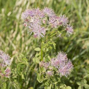 Photographie n°1021489 du taxon Thalictrum aquilegiifolium L.