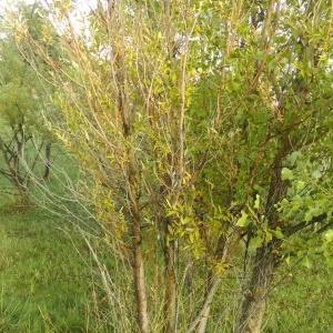 Photographie n°1022048 du taxon Salix alba L. [1753]