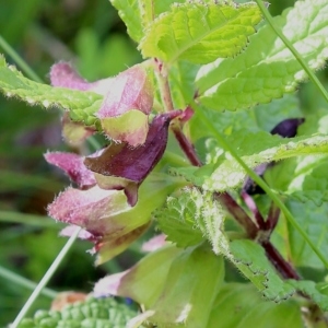 Photographie n°1022122 du taxon Melittis melissophyllum L. [1753]