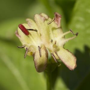 Photographie n°1022523 du taxon Lonicera alpigena L.