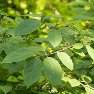 Photographie n°1022525 du taxon Lonicera xylosteum L. [1753]