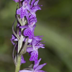 Photographie n°1022588 du taxon Dactylorhiza majalis (Rchb.) P.F.Hunt & Summerh. [1965]