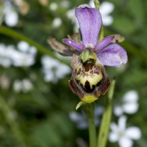 Photographie n°1022604 du taxon Ophrys fuciflora subsp. fuciflora 