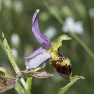 Photographie n°1022613 du taxon Ophrys fuciflora subsp. fuciflora 