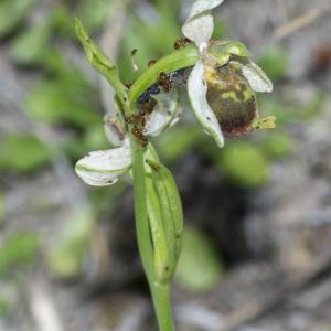 Photographie n°1022616 du taxon Ophrys fuciflora subsp. fuciflora 