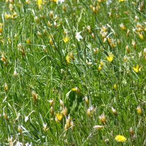 Photographie n°1022618 du taxon Tulipa sylvestris subsp. australis (Link) Pamp. [1914]