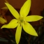  Daniel CHAPTAL - Tulipa sylvestris subsp. australis (Link) Pamp. [1914]