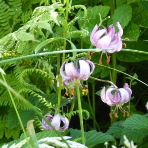 Photographie n°1022655 du taxon Lilium martagon L.