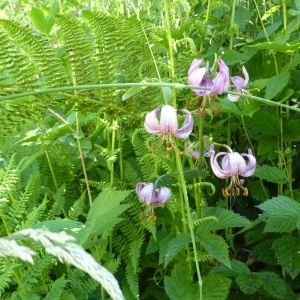 Photographie n°1022656 du taxon Lilium martagon L.