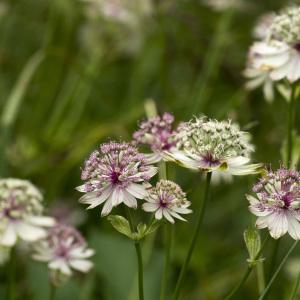 Photographie n°1022684 du taxon Astrantia major L.