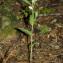  Jean-Jacques Houdré - Cephalanthera damasonium (Mill.) Druce