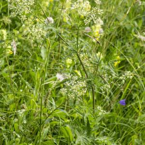 Photographie n°1022720 du taxon Chaerophyllum aureum L. [1762]