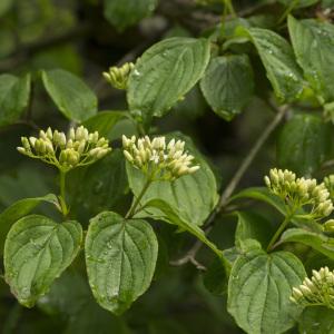 Photographie n°1022725 du taxon Cornus sanguinea L.