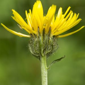 Photographie n°1022748 du taxon Crepis pyrenaica (L.) Greuter [1970]