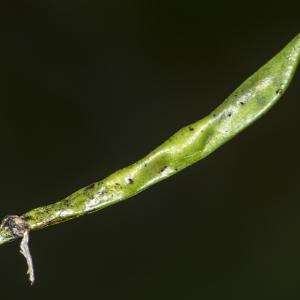 Photographie n°1022771 du taxon Lathyrus vernus (L.) Bernh. [1800]