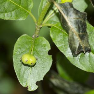 Photographie n°1022773 du taxon Lonicera alpigena L.