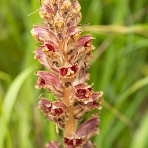 Photographie n°1022780 du taxon Orobanche gracilis Sm. [1798]