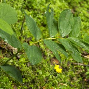 Photographie n°1022810 du taxon Polygonatum multiflorum (L.) All.