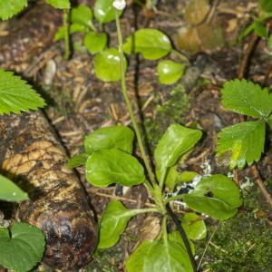 Photographie n°1022814 du taxon Pyrola minor L.