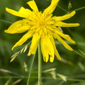 Photographie n°1022851 du taxon Tragopogon pratensis L.