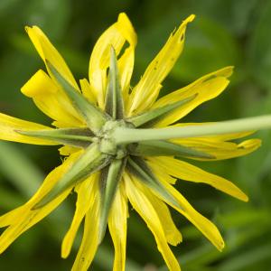 Photographie n°1022856 du taxon Tragopogon pratensis L.