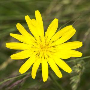 Photographie n°1022860 du taxon Tragopogon pratensis L.