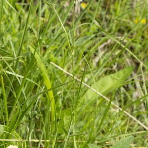 Photographie n°1022863 du taxon Trifolium montanum L.