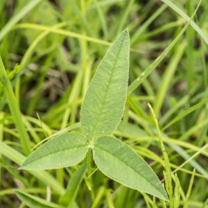 Photographie n°1022865 du taxon Trifolium montanum L.