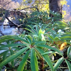 Photographie n°1023022 du taxon Helleborus foetidus L. [1753]