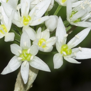 Photographie n°1023581 du taxon Allium ursinum L.