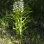  Jean-Jacques Houdré - Cephalanthera longifolia (L.) Fritsch