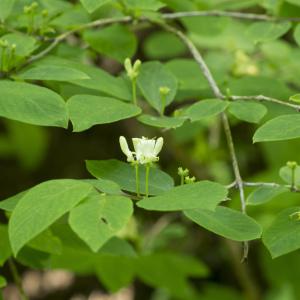 Photographie n°1023592 du taxon Lonicera xylosteum L.