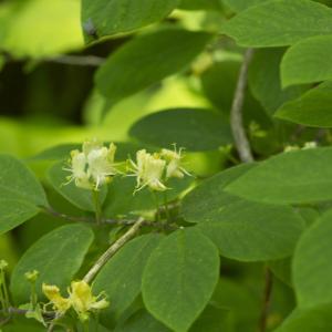Photographie n°1023597 du taxon Lonicera xylosteum L.