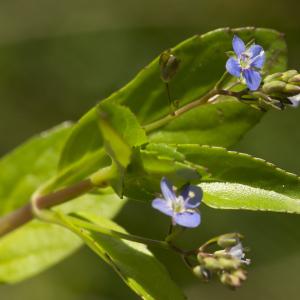 Photographie n°1023605 du taxon Veronica beccabunga L.