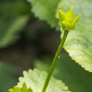 Photographie n°1023669 du taxon Caltha palustris L. [1753]