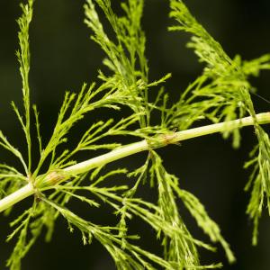 Photographie n°1023694 du taxon Equisetum sylvaticum L.