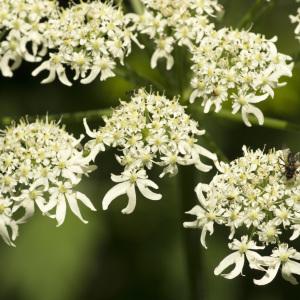 Photographie n°1023735 du taxon Heracleum sphondylium subsp. elegans (Crantz) Schübler & G.Martens [1834]