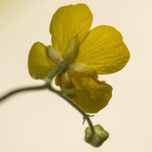 Photographie n°1023863 du taxon Ranunculus lanuginosus L.